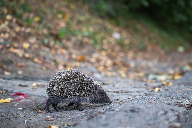 可能出现的 可能出现的